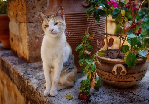 Cat in flowers