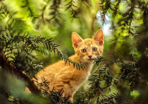 Cat in the forest