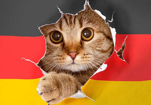 Cat in Germany