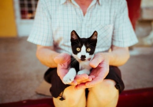 Cat resting in a lap