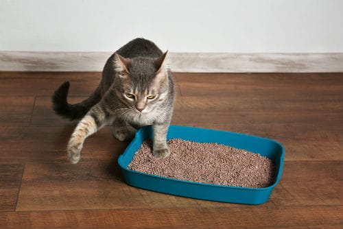 Cat in litter box