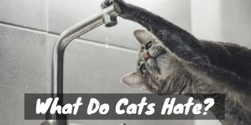 Cats hate water