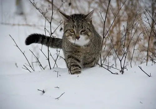 Cat in the snow in winter