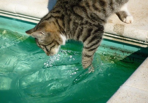 Cat in water