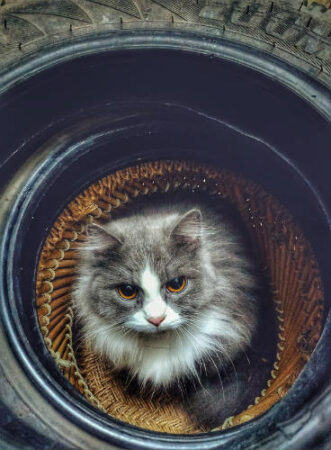 Cat inside a wheel