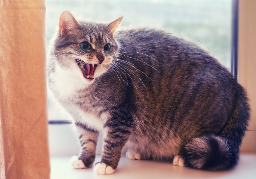 Cat is hissing at an owner 