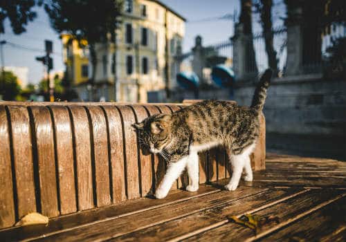 Cat is walking sideways