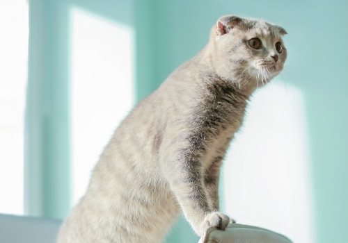 49 Top Pictures Cat Staring At Wall Meowing : The Cat Lady Guide To Manhattan