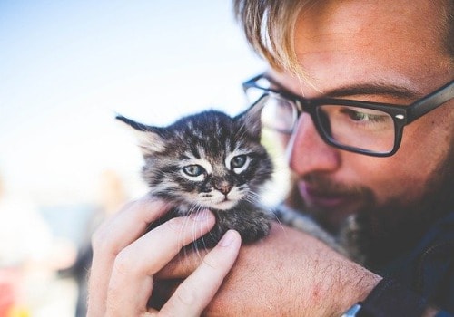 Cats are kneading their owners