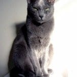 Cat's breed is korat