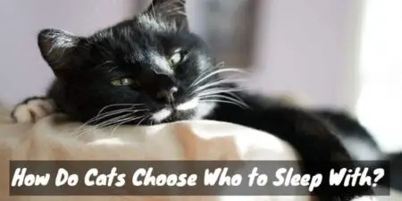 How Do Cats Choose Who to Sleep With? (Picking a Partner)