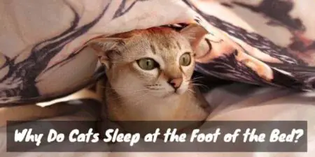 7 Reasons Your Cat Sleeps at the Foot of Your Bed: #3 Will Warm Your Heart