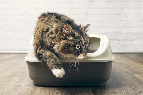 Cat laying in litter box