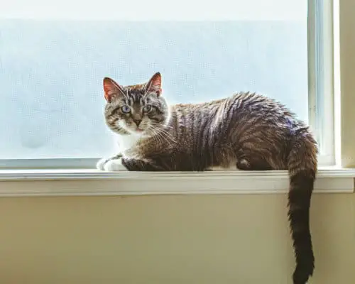 Cat laying on a window sill