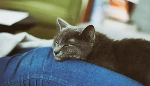 Cat laying on a woman's leg