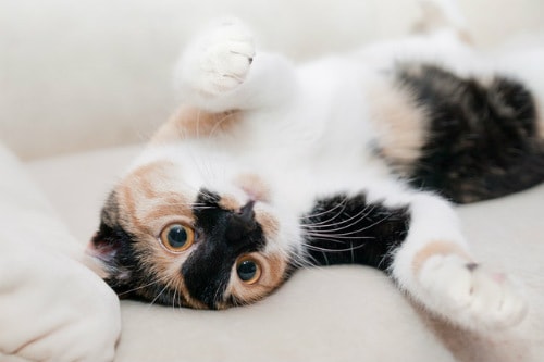 Cat laying on his back on a sofa