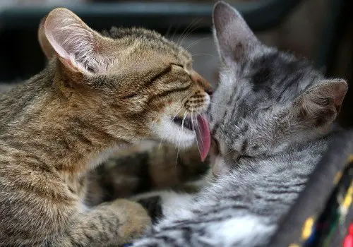 Cats are licking each other