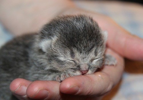 Kitten in the hand