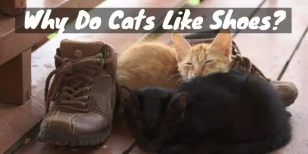 Why Do Cats Like Shoes?