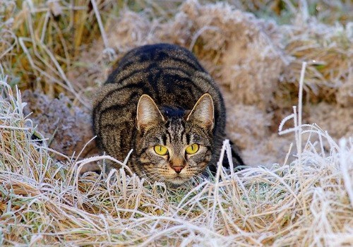 Cat likes hunting