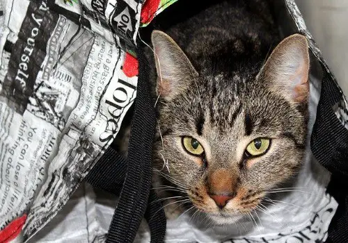 Cat likes plastic bags