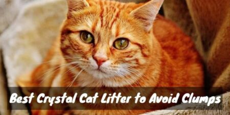 Best Crystal Cat Litter to Avoid Clumps