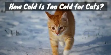 Too cold for cats