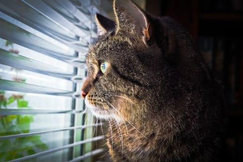 Purring and Pondering: What Do Cats Think About All Day?
