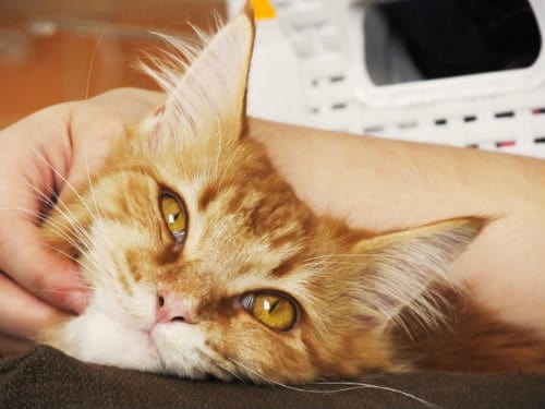 A Peculiar Form of Praise: Why Do Cats Knead Their Owners?