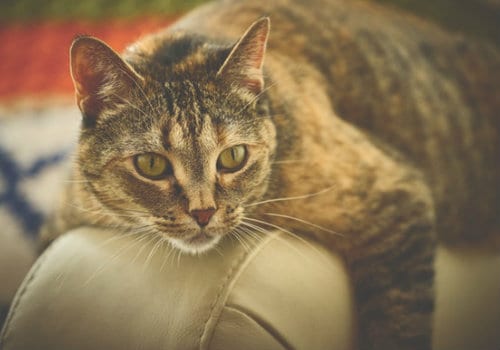 Cat lying on the sofa