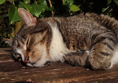 Cat is lying outside