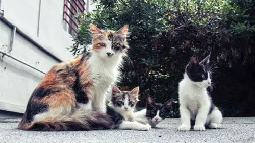 A Feral Fix: Who Should Be Called to Pick Up Stray Cats?