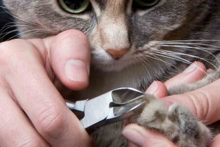 Best Cat Nail Clippers for Safe Trimming