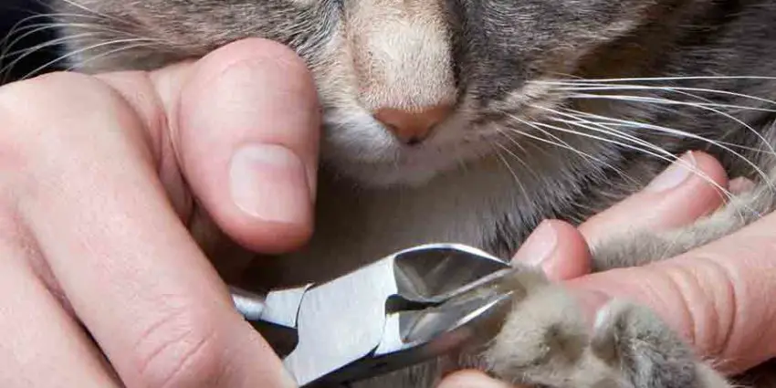 Cat nail clipper