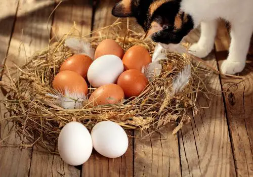 Cat near chicken eggs