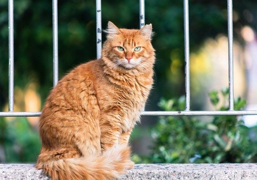 Cat near the fence