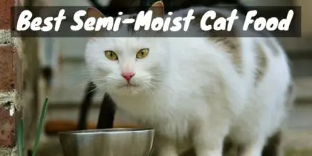 Best Semi-Moist Cat Food