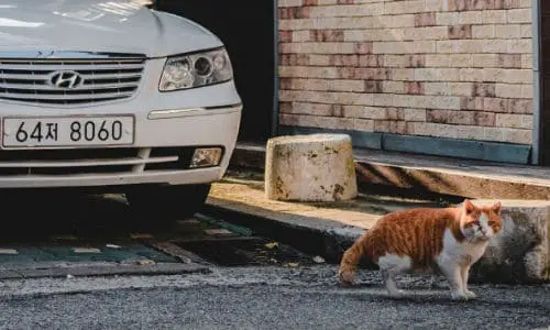 Cat near a white car