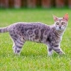 Cat breed - Ocicat