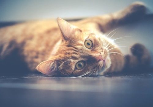 Cat on a litter box