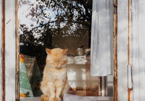 Cat is sitting on the window perch