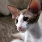Cats breed is oriental shorthair