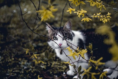 Cat is staring outside