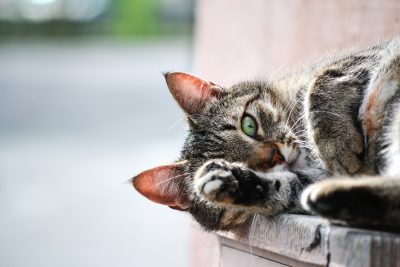 Cute little cat with his paw over his stomach - perhaps he has a urinary tract infection?