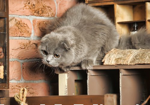 Cat peeing on furniture