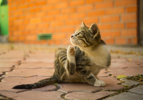 A cat picks up fleas