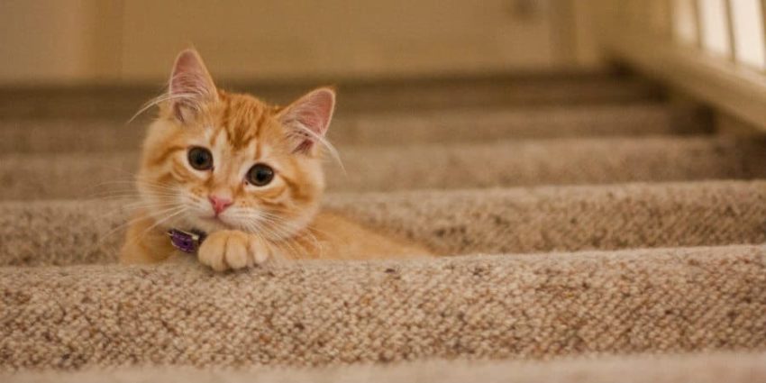 Orange cat playfully hiding