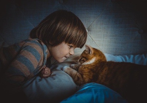 Cat is playing with his owner