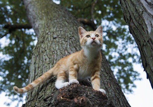 Cat on the tree