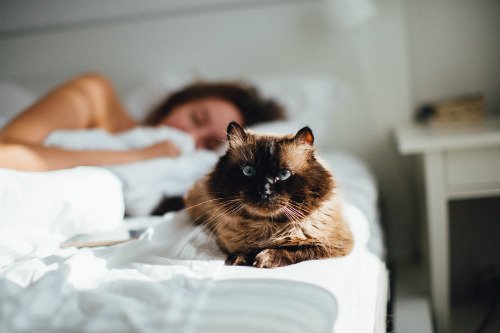 Cat protecting her owner while she sleeps